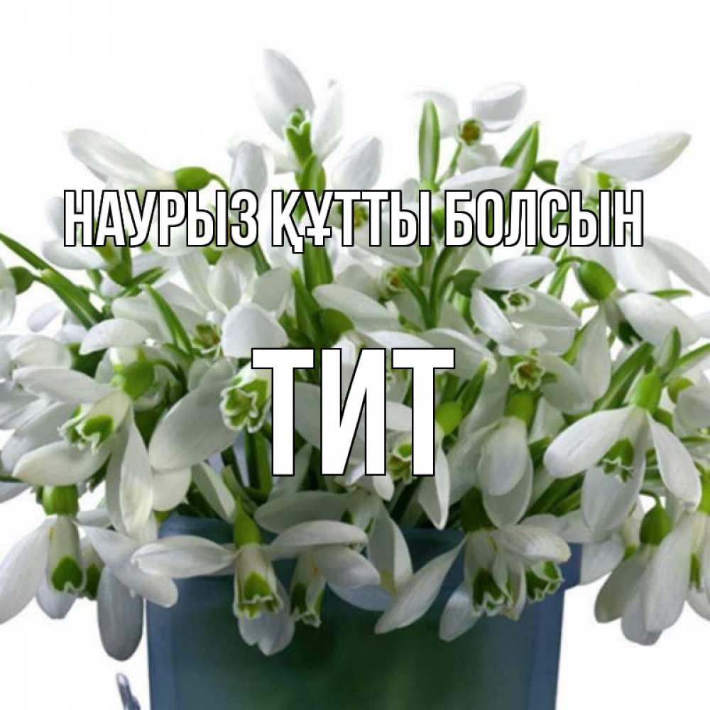 Открытка на каждый день с именем, Тит Наурыз құтты болсын цветы к наурызу Прикольная открытка с пожеланием онлайн скачать бесплатно 