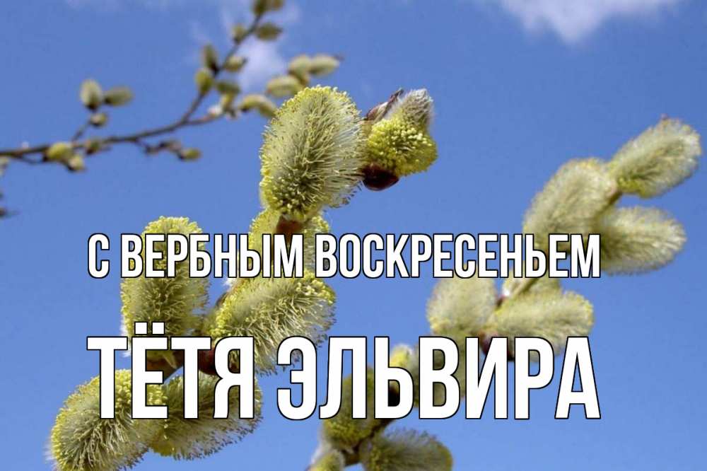 Открытка на каждый день с именем, Тётя-Эльвира С вербным воскресеньем верба Прикольная открытка с пожеланием онлайн скачать бесплатно 