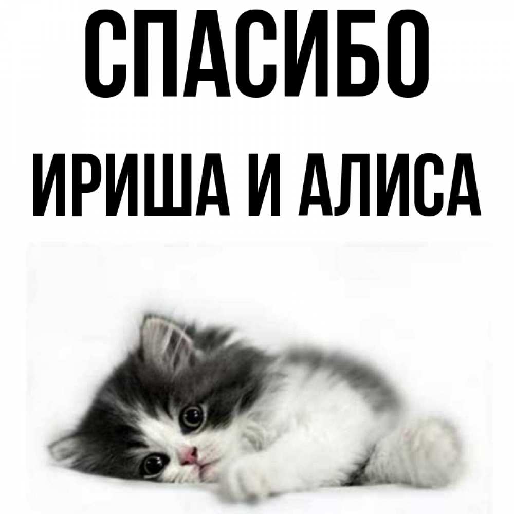 Спасибо алис Спасибо алис