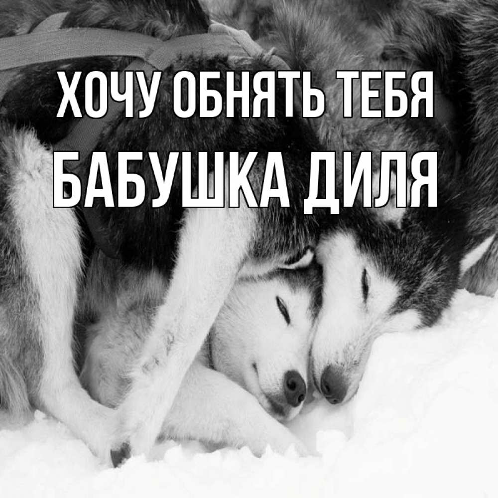 Открытка на каждый день с именем, Бабушка-Диля Хочу обнять тебя собачки в упряжке Прикольная открытка с пожеланием онлайн скачать бесплатно 