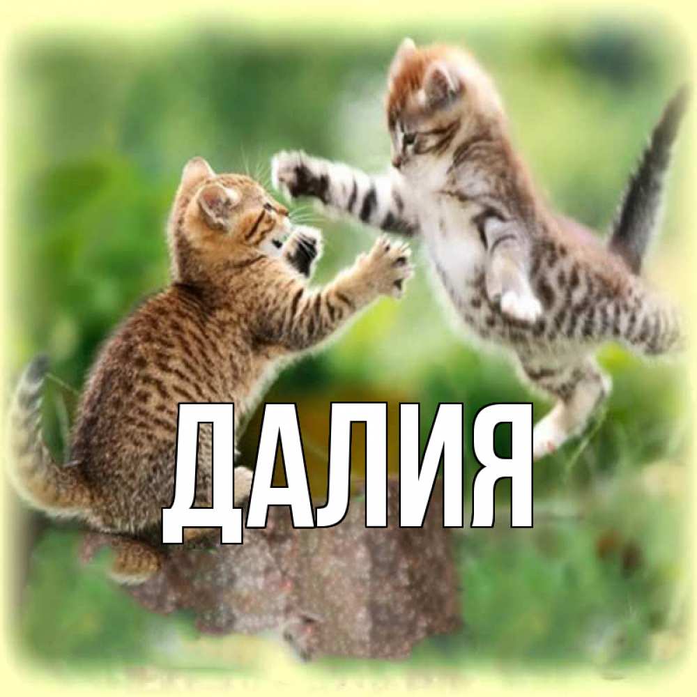 Открытка на каждый день с именем, Далия Главная игры котят Прикольная открытка с пожеланием онлайн скачать бесплатно 