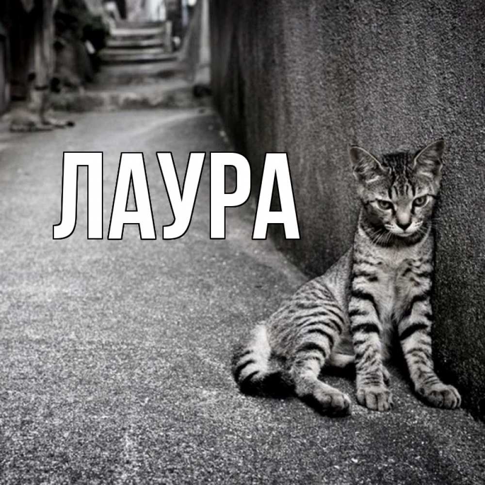 Открытка на каждый день с именем, Лаура Главная скучающий котик Прикольная открытка с пожеланием онлайн скачать бесплатно 