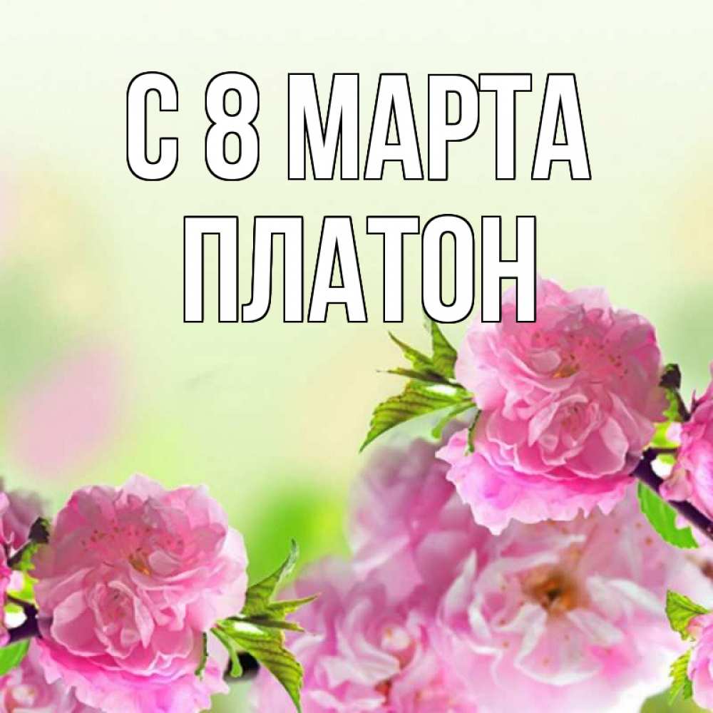 Открытка на каждый день с именем, Платон С 8 марта цветы Прикольная открытка с пожеланием онлайн скачать бесплатно 