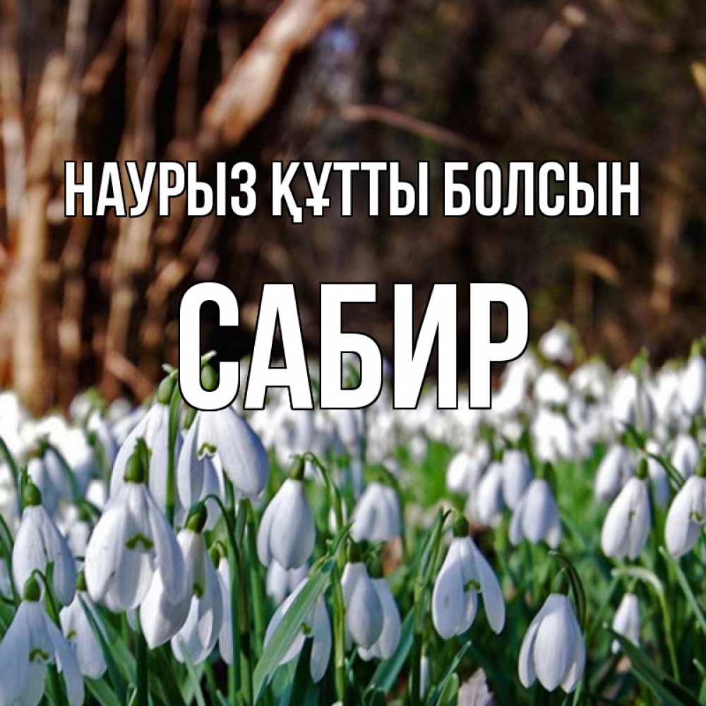 Открытка на каждый день с именем, Сабир Наурыз құтты болсын с подснежниками 1 Прикольная открытка с пожеланием онлайн скачать бесплатно 