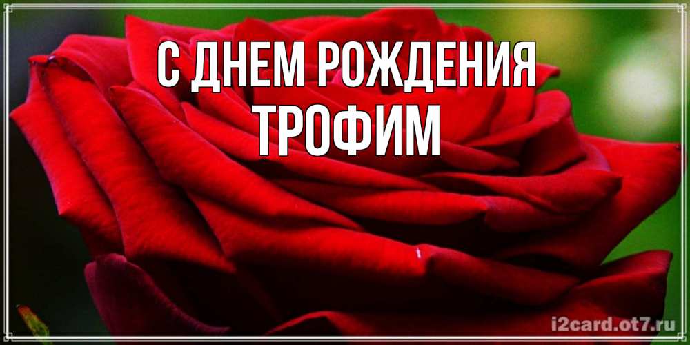 Открытка на каждый день с именем, Трофим С днем рождения розочка очень красивая Прикольная открытка с пожеланием онлайн скачать бесплатно 