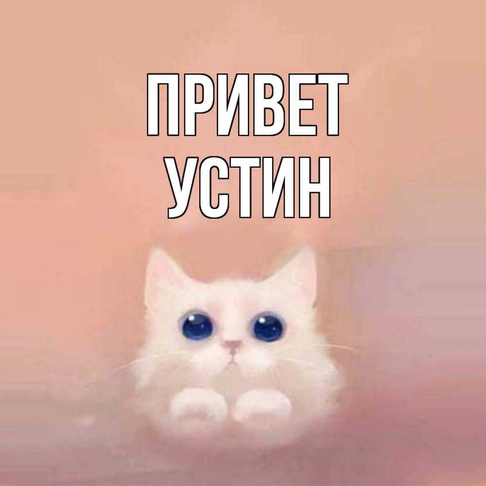 Открытка на каждый день с именем, Устин Привет котик белый в полете Прикольная открытка с пожеланием онлайн скачать бесплатно 