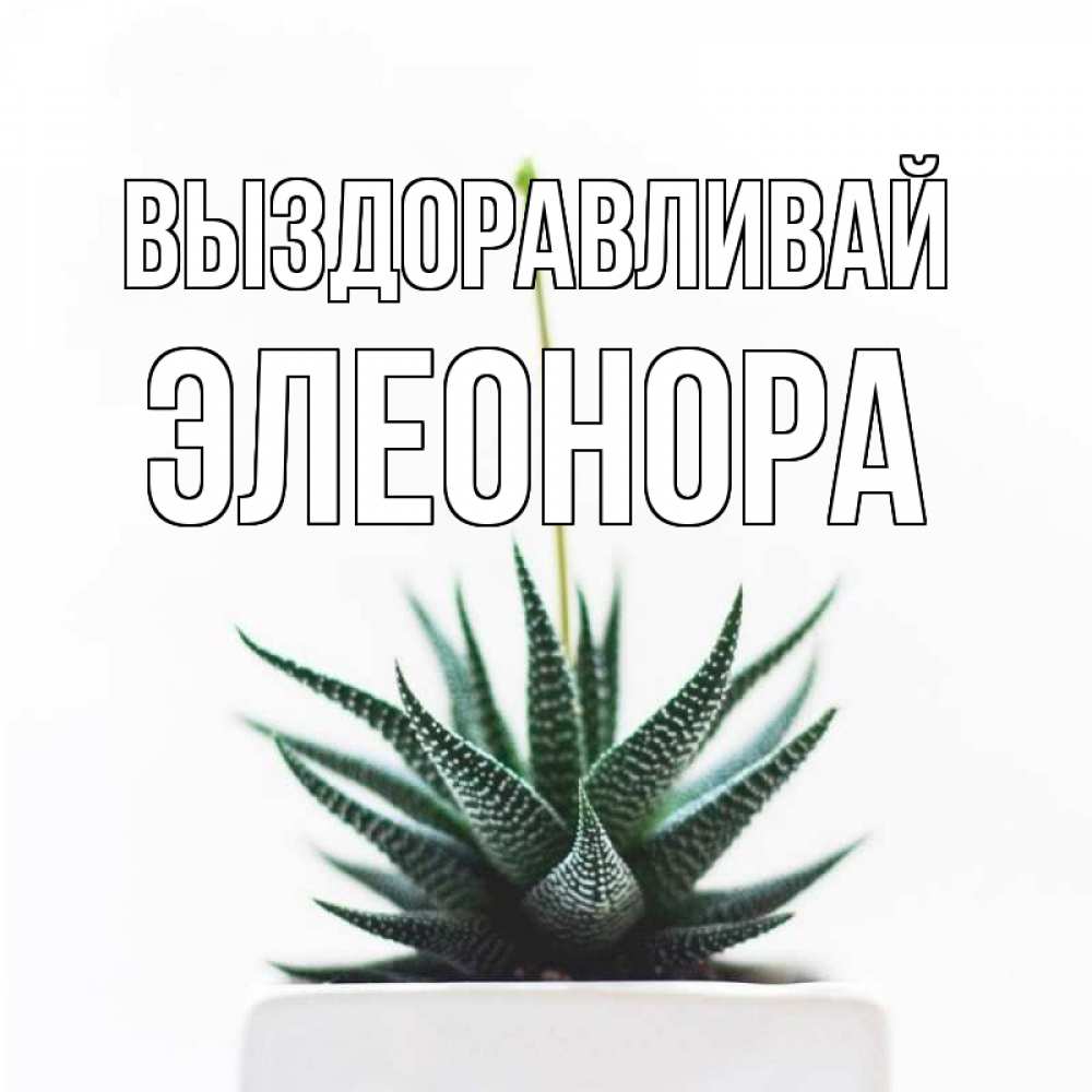 Открытка на каждый день с именем, Элеонора Выздоравливай короче это непонятная колючка Прикольная открытка с пожеланием онлайн скачать бесплатно 