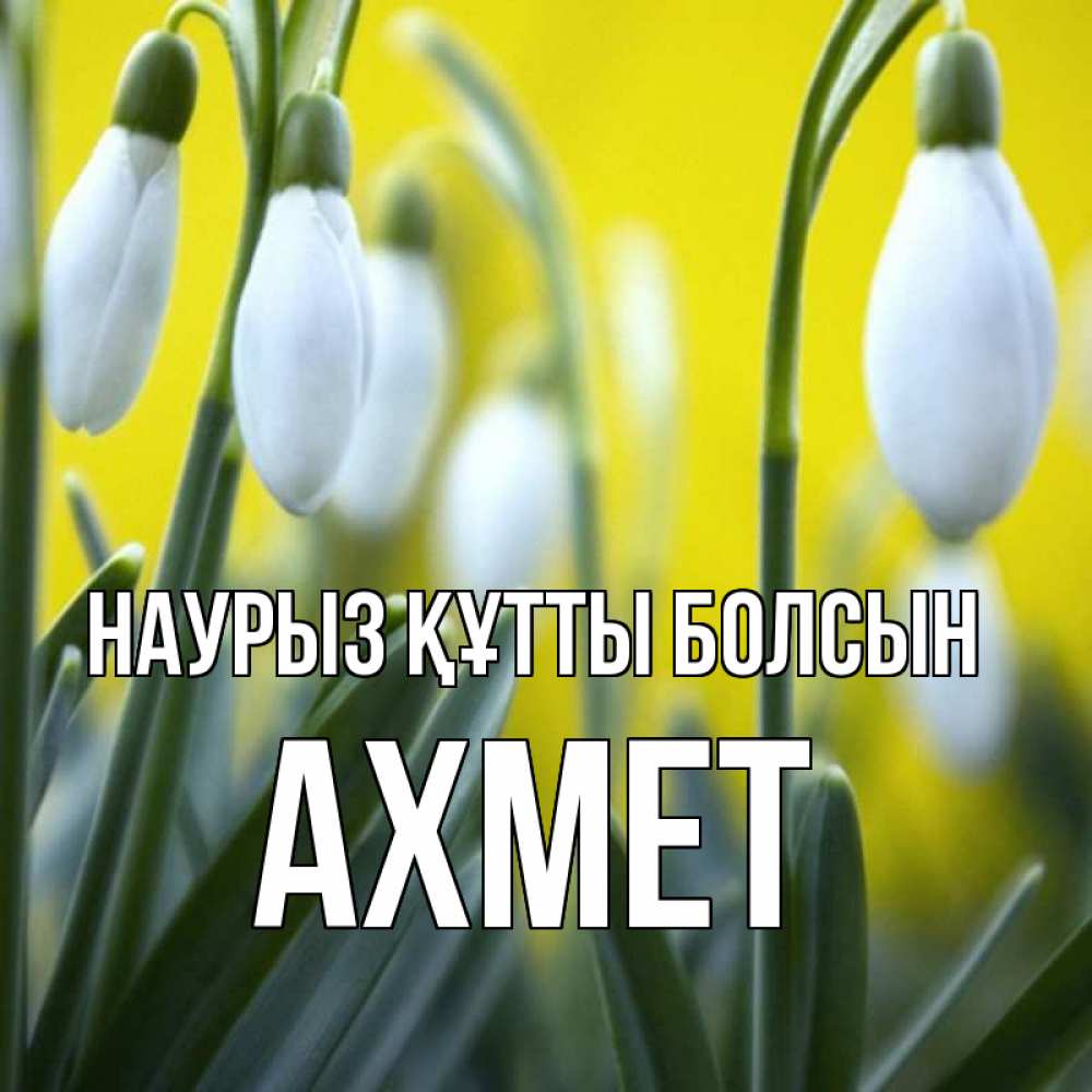 Открытка на каждый день с именем, Ахмет Наурыз құтты болсын весенние цветы Прикольная открытка с пожеланием онлайн скачать бесплатно 