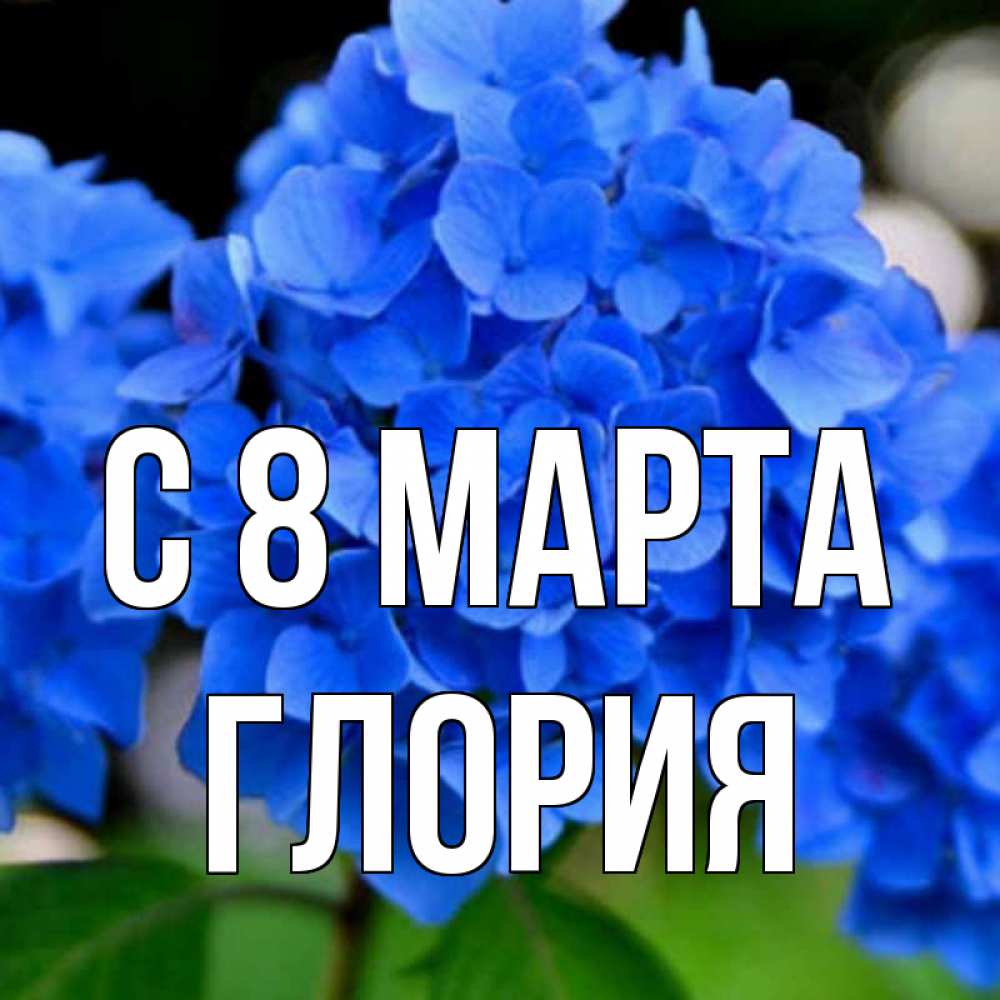 Открытка на каждый день с именем, Глория С 8 МАРТА синие цветы Прикольная открытка с пожеланием онлайн скачать бесплатно 