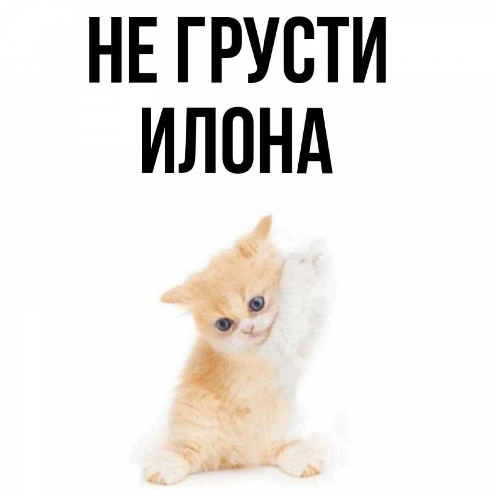 Открытка на каждый день с именем, Илона Не грусти просящий кот Прикольная открытка с пожеланием онлайн скачать бесплатно 