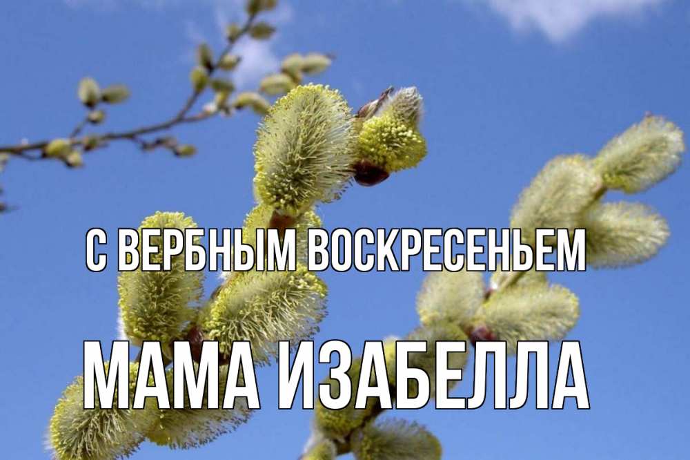 Открытка на каждый день с именем, Мама-Изабелла С вербным воскресеньем верба Прикольная открытка с пожеланием онлайн скачать бесплатно 