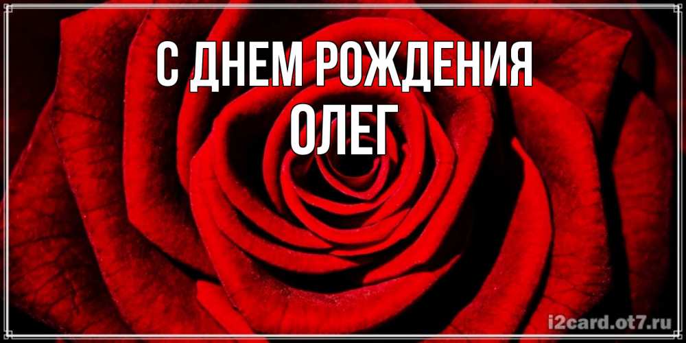 Открытка на каждый день с именем, ОЛЕГ С днем рождения алая роза Прикольная открытка с пожеланием онлайн скачать бесплатно 