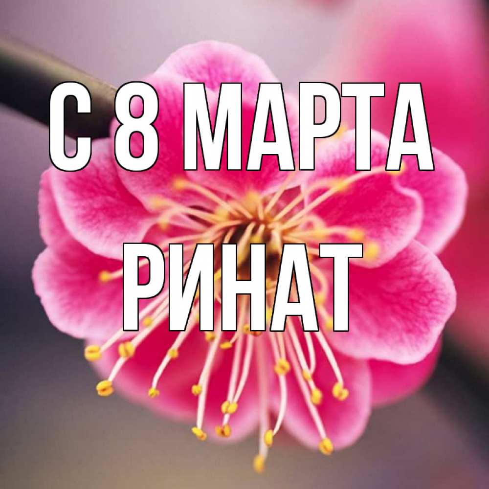 Открытка на каждый день с именем, Ринат С 8 марта цветы Прикольная открытка с пожеланием онлайн скачать бесплатно 
