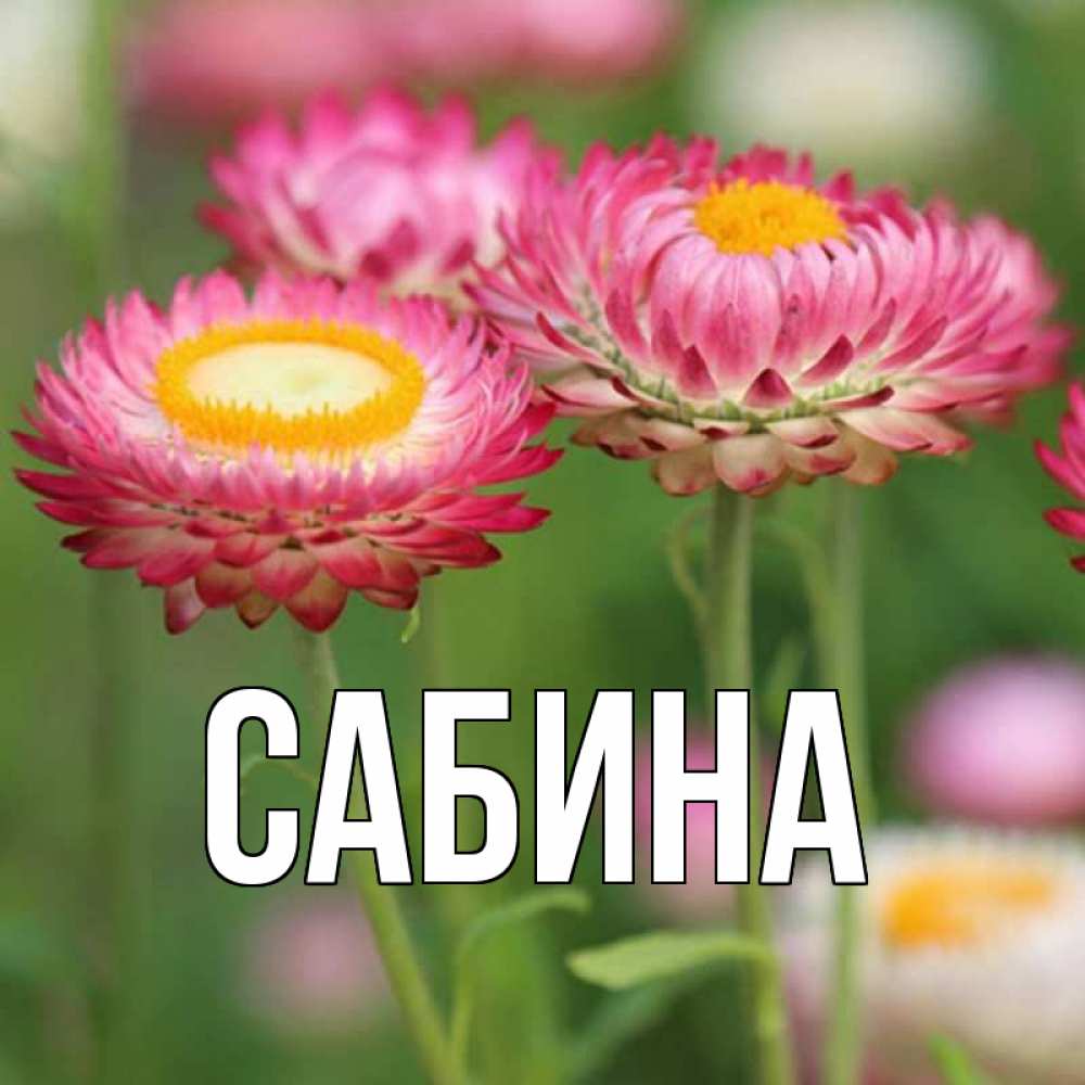 Картинка  с именем , Сабина
