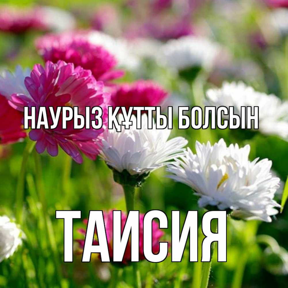 Открытка на каждый день с именем, Таисия Наурыз құтты болсын наурыз Прикольная открытка с пожеланием онлайн скачать бесплатно 