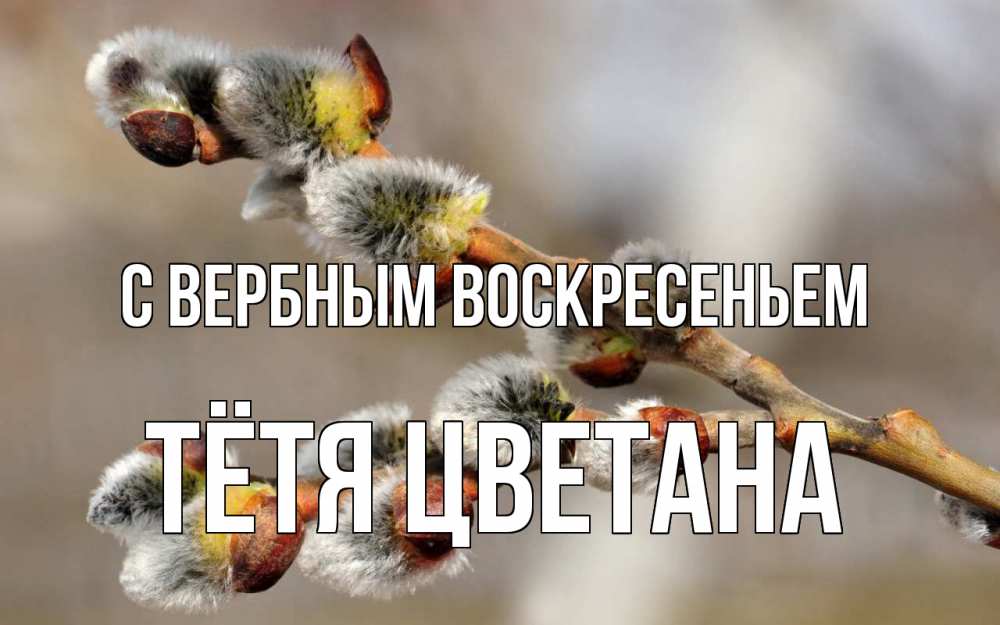 Открытка на каждый день с именем, Тётя-Цветана С вербным воскресеньем Верба Прикольная открытка с пожеланием онлайн скачать бесплатно 