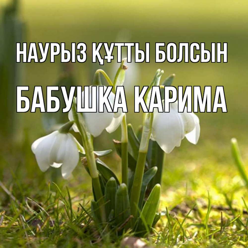 Открытка на каждый день с именем, Бабушка-Карима Наурыз құтты болсын ранние цветы 2 Прикольная открытка с пожеланием онлайн скачать бесплатно 