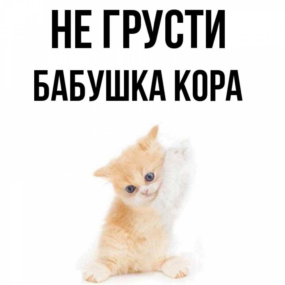 Открытка на каждый день с именем, Бабушка-Кора Не грусти просящий кот Прикольная открытка с пожеланием онлайн скачать бесплатно 