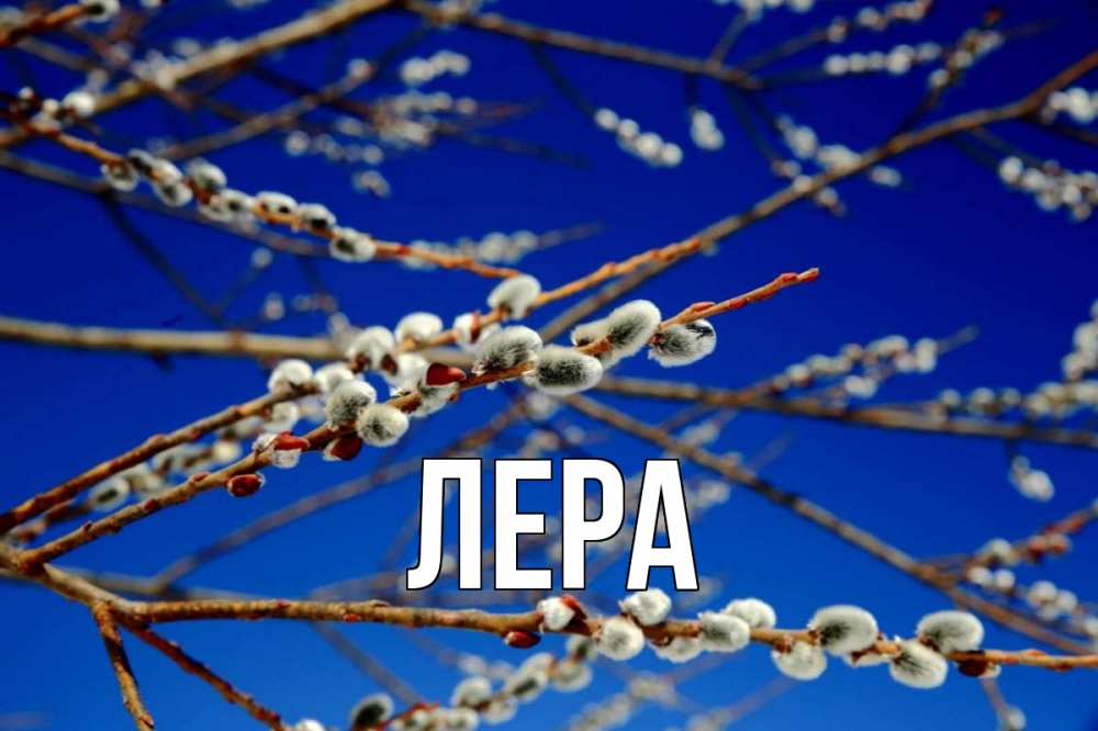 Открытка на каждый день с именем, Лера Главная верба Прикольная открытка с пожеланием онлайн скачать бесплатно 