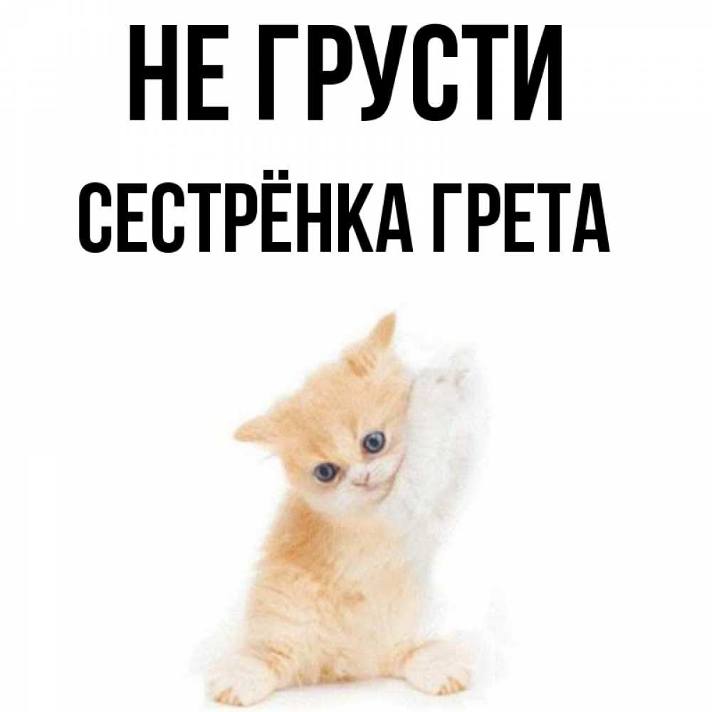 Открытка на каждый день с именем, Сестрёнка-Грета Не грусти просящий кот Прикольная открытка с пожеланием онлайн скачать бесплатно 