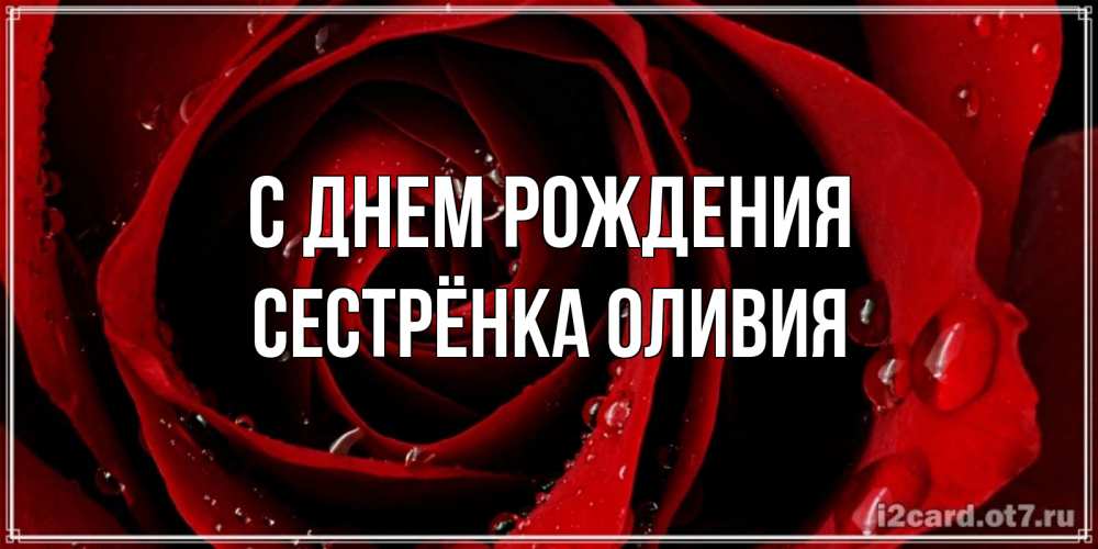 Открытка на каждый день с именем, Сестрёнка-Оливия С днем рождения крупная бордовая роза Прикольная открытка с пожеланием онлайн скачать бесплатно 