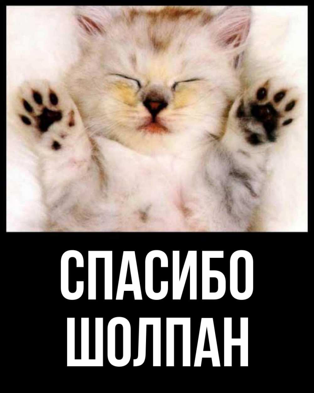 Открытка на каждый день с именем, Шолпан Спасибо маленький котенок Прикольная открытка с пожеланием онлайн скачать бесплатно 