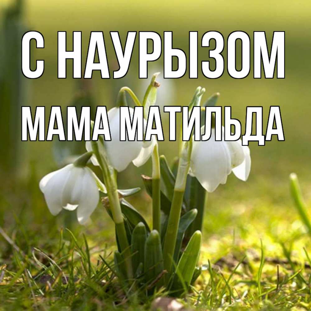 Открытка на каждый день с именем, Мама-Матильда С наурызом ранние цветы 2 Прикольная открытка с пожеланием онлайн скачать бесплатно 