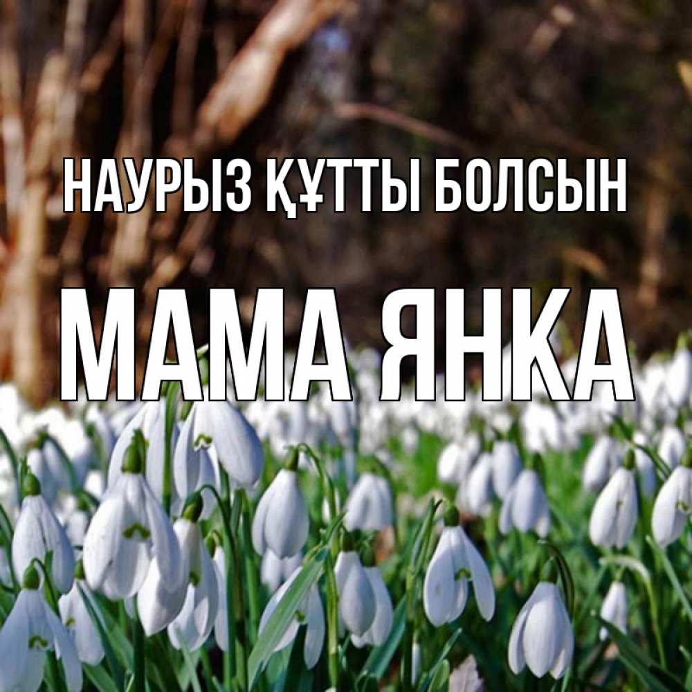 Открытка на каждый день с именем, Мама-Янка Наурыз құтты болсын с подснежниками 1 Прикольная открытка с пожеланием онлайн скачать бесплатно 