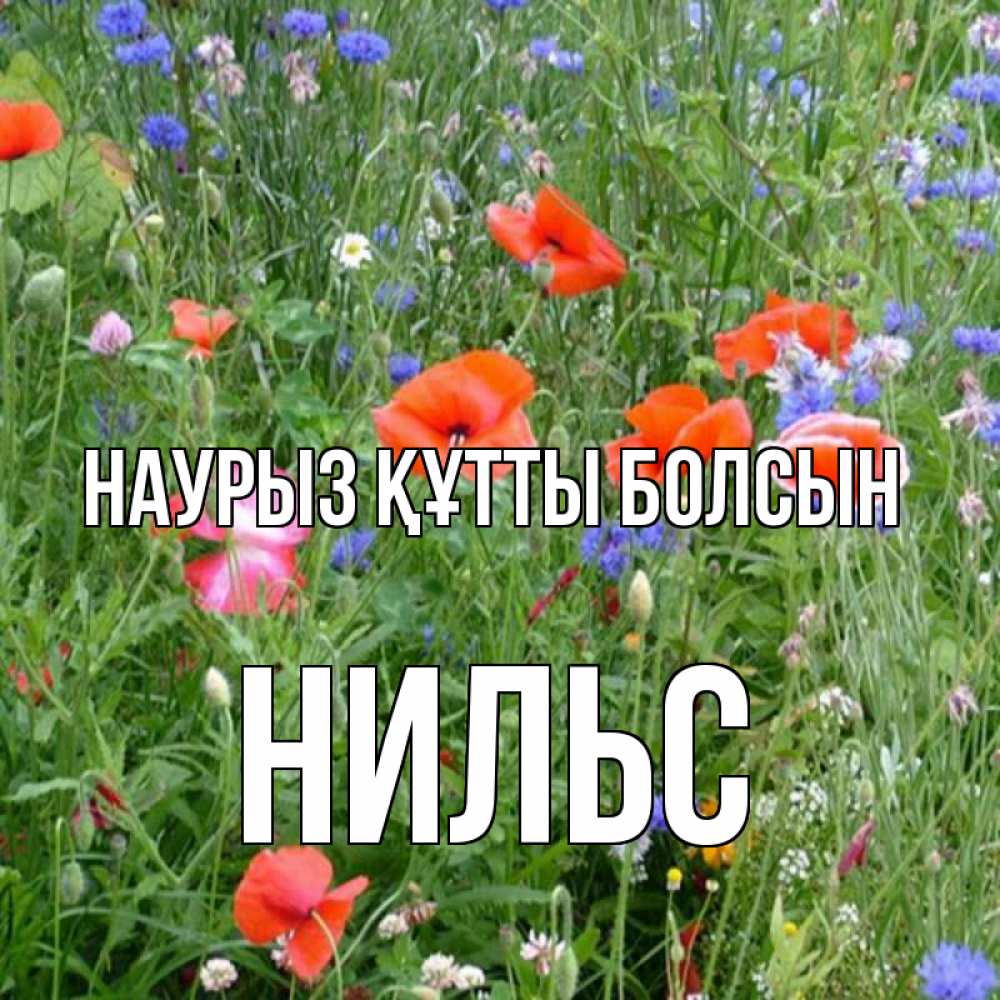 Открытка на каждый день с именем, Нильс Наурыз құтты болсын наурыз  4 Прикольная открытка с пожеланием онлайн скачать бесплатно 