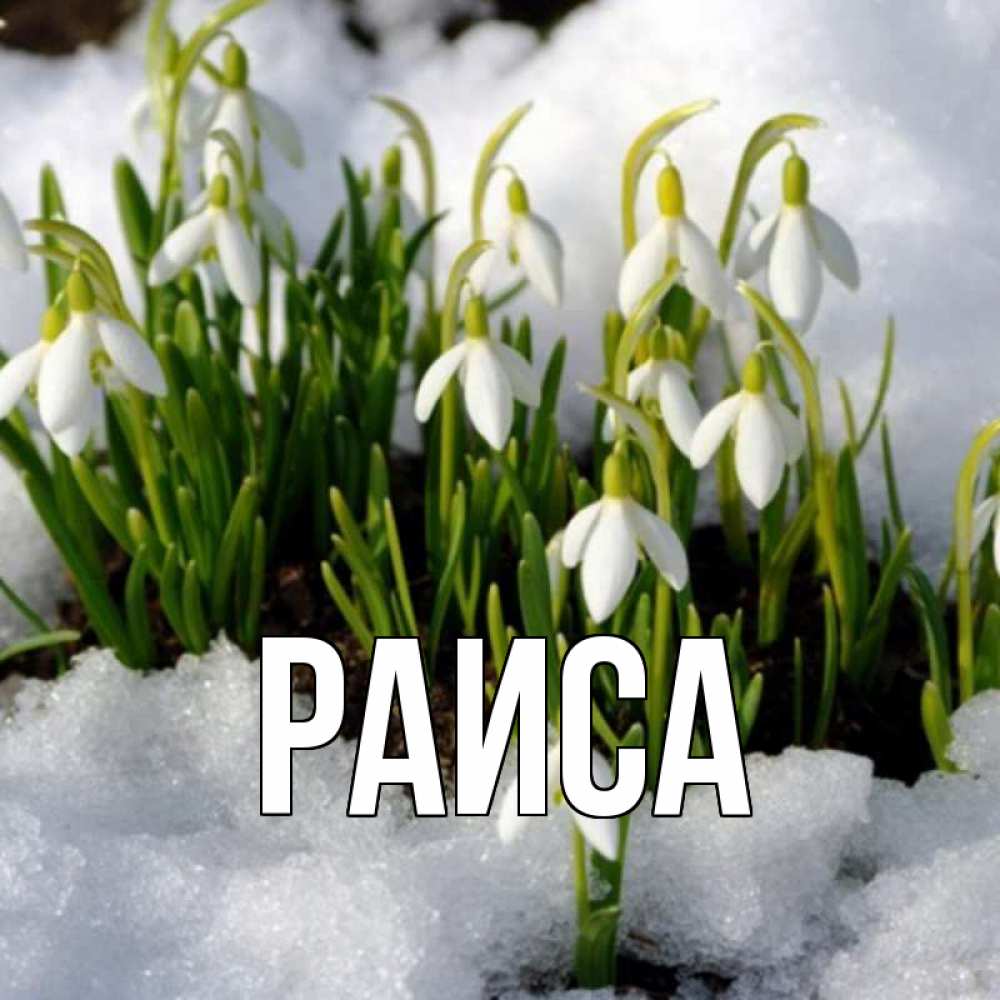 Открытка на каждый день с именем, Раиса Главная цветы весенние Прикольная открытка с пожеланием онлайн скачать бесплатно 