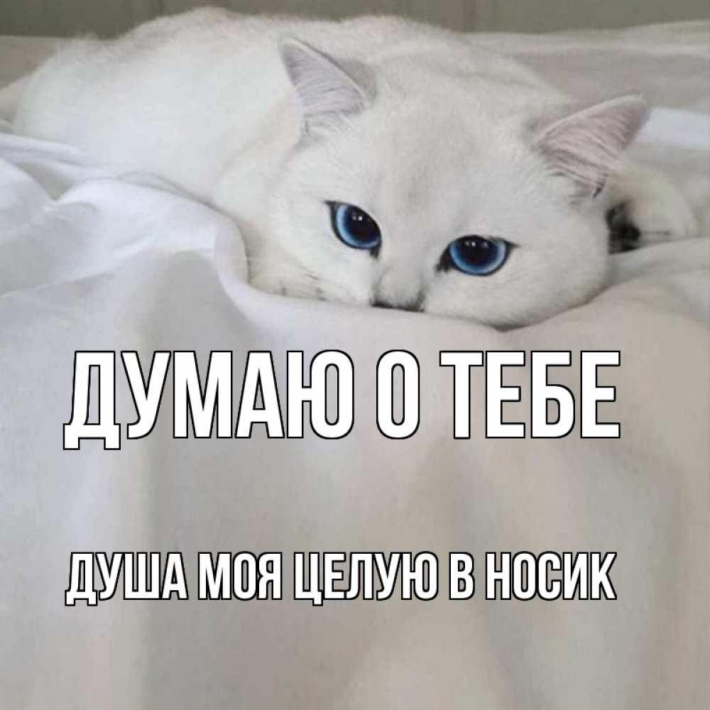 Открытка, картинки с надписями заур ты моя душа