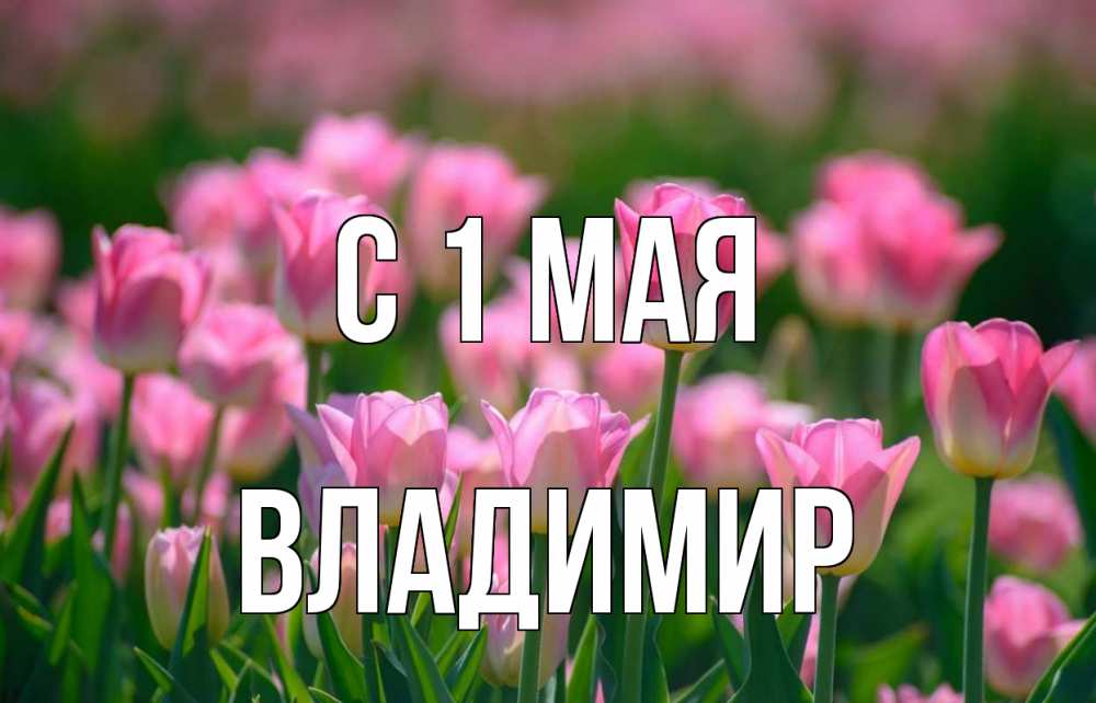 Открытка на каждый день с именем, Владимир С 1 мая С 1 мая Прикольная открытка с пожеланием онлайн скачать бесплатно 