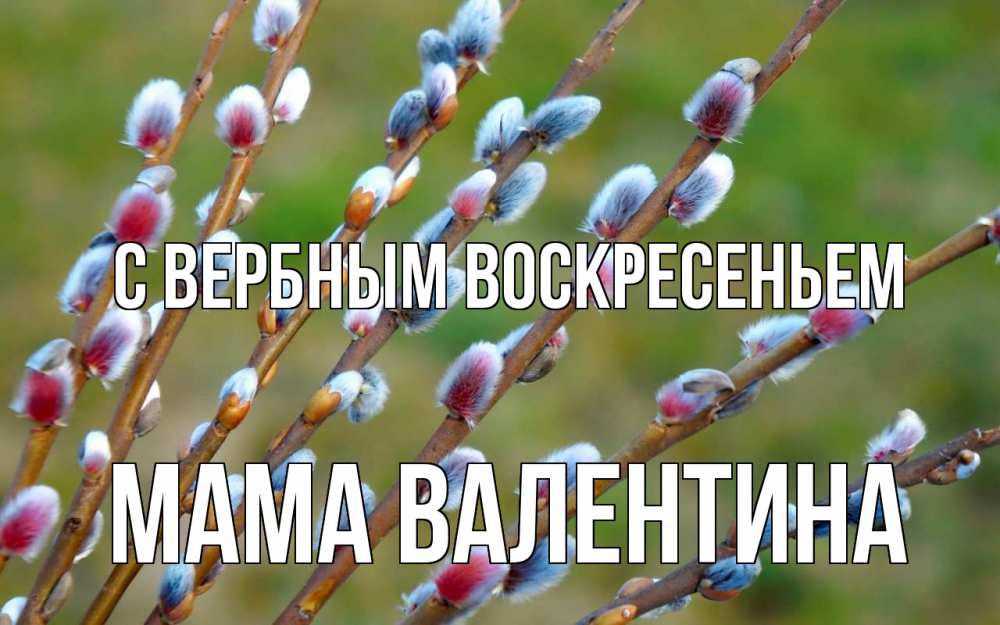 Открытка на каждый день с именем, Мама-Валентина С вербным воскресеньем верба Прикольная открытка с пожеланием онлайн скачать бесплатно 