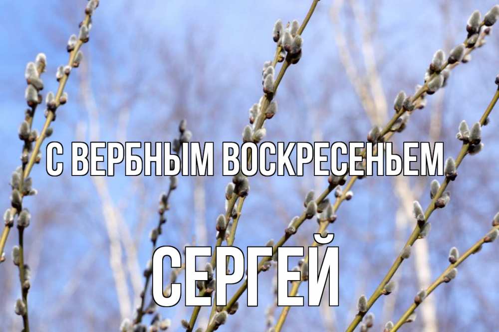 Открытка на каждый день с именем, Сергей С вербным воскресеньем верба Прикольная открытка с пожеланием онлайн скачать бесплатно 