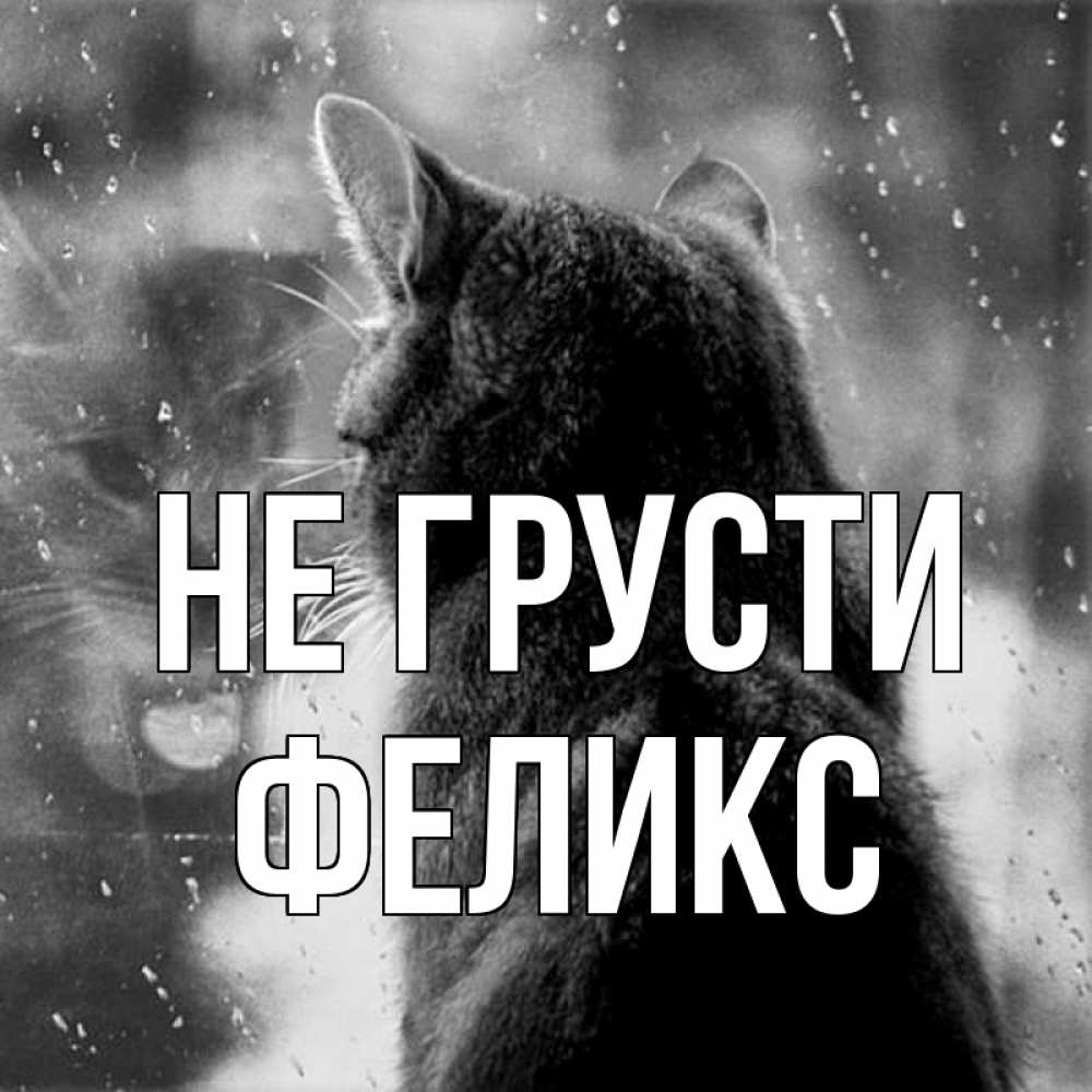 Открытка на каждый день с именем, Феликс Не грусти отражение кота 1 Прикольная открытка с пожеланием онлайн скачать бесплатно 