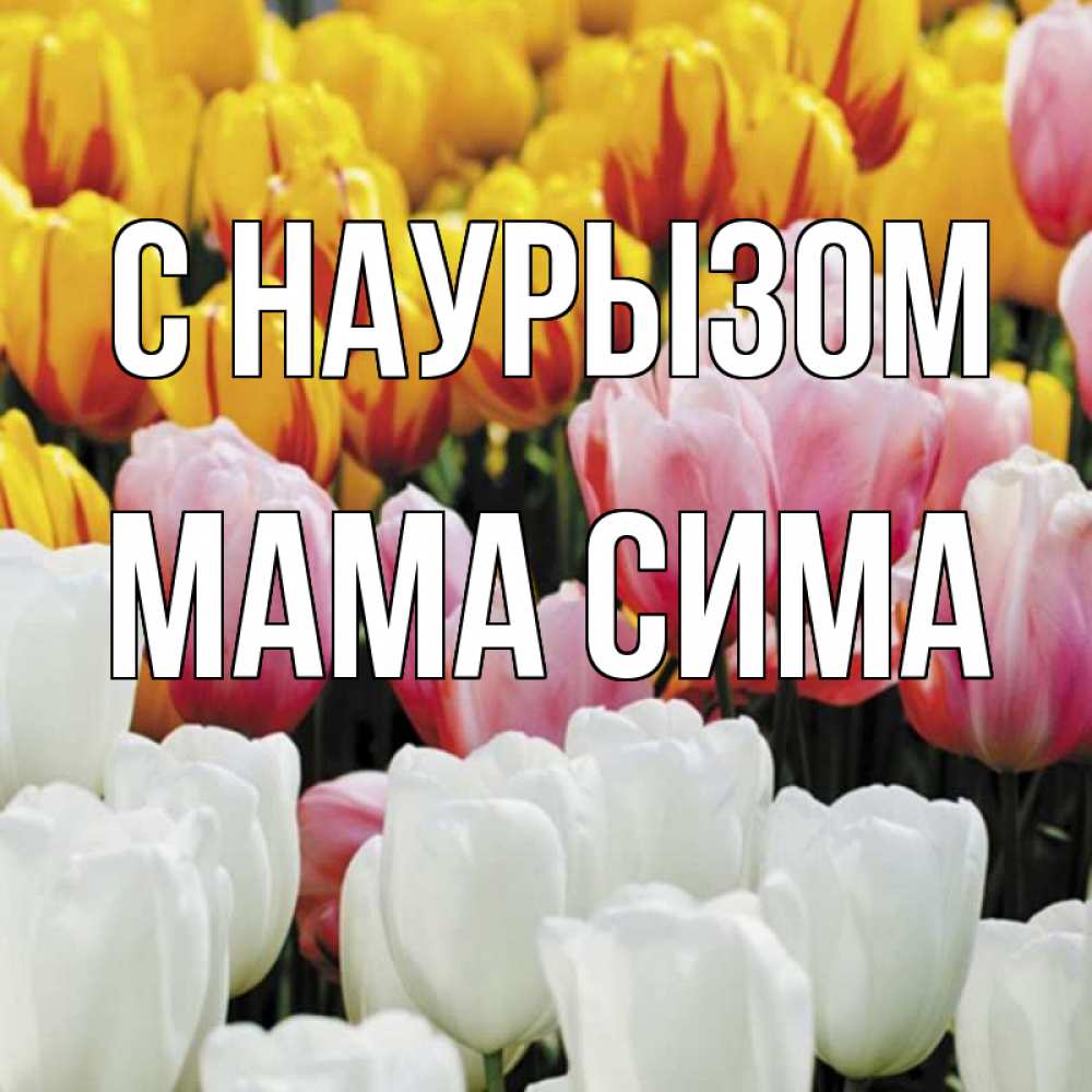 Открытка на каждый день с именем, Мама-Сима С наурызом разноцветные цветы Прикольная открытка с пожеланием онлайн скачать бесплатно 