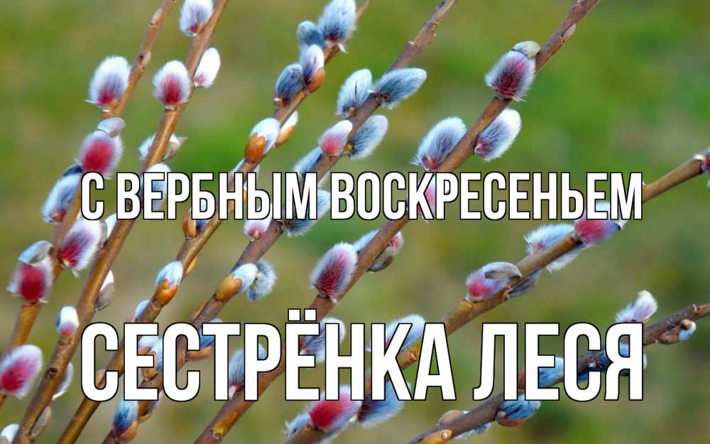 Открытка на каждый день с именем, Сестрёнка-Леся С вербным воскресеньем верба Прикольная открытка с пожеланием онлайн скачать бесплатно 