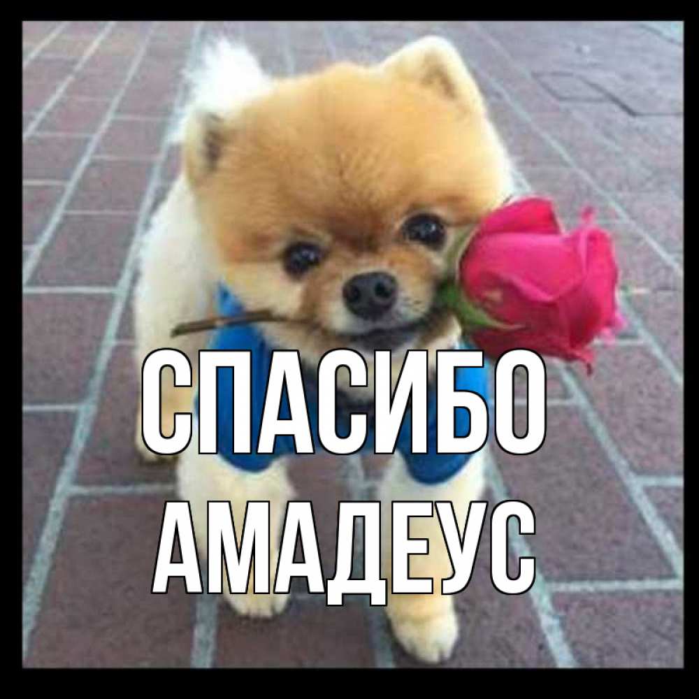 Открытка на каждый день с именем, Амадеус Спасибо спасибо и дарю тебе цветок Прикольная открытка с пожеланием онлайн скачать бесплатно 
