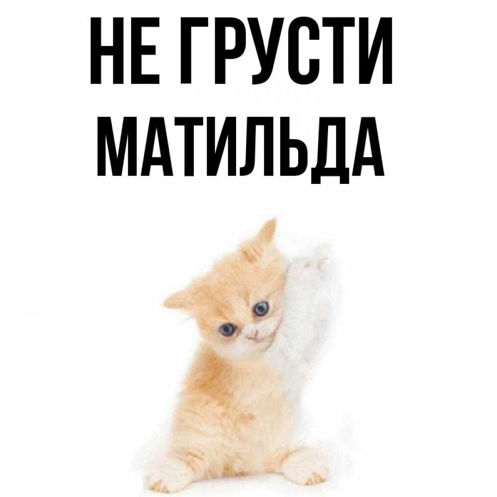 Открытка на каждый день с именем, Матильда Не грусти просящий кот Прикольная открытка с пожеланием онлайн скачать бесплатно 