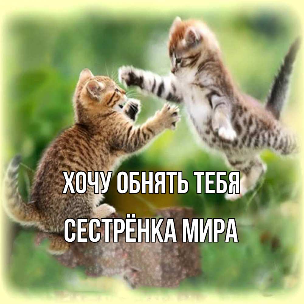 Открытка на каждый день с именем, Сестрёнка-Мира Хочу обнять тебя игры котят Прикольная открытка с пожеланием онлайн скачать бесплатно 