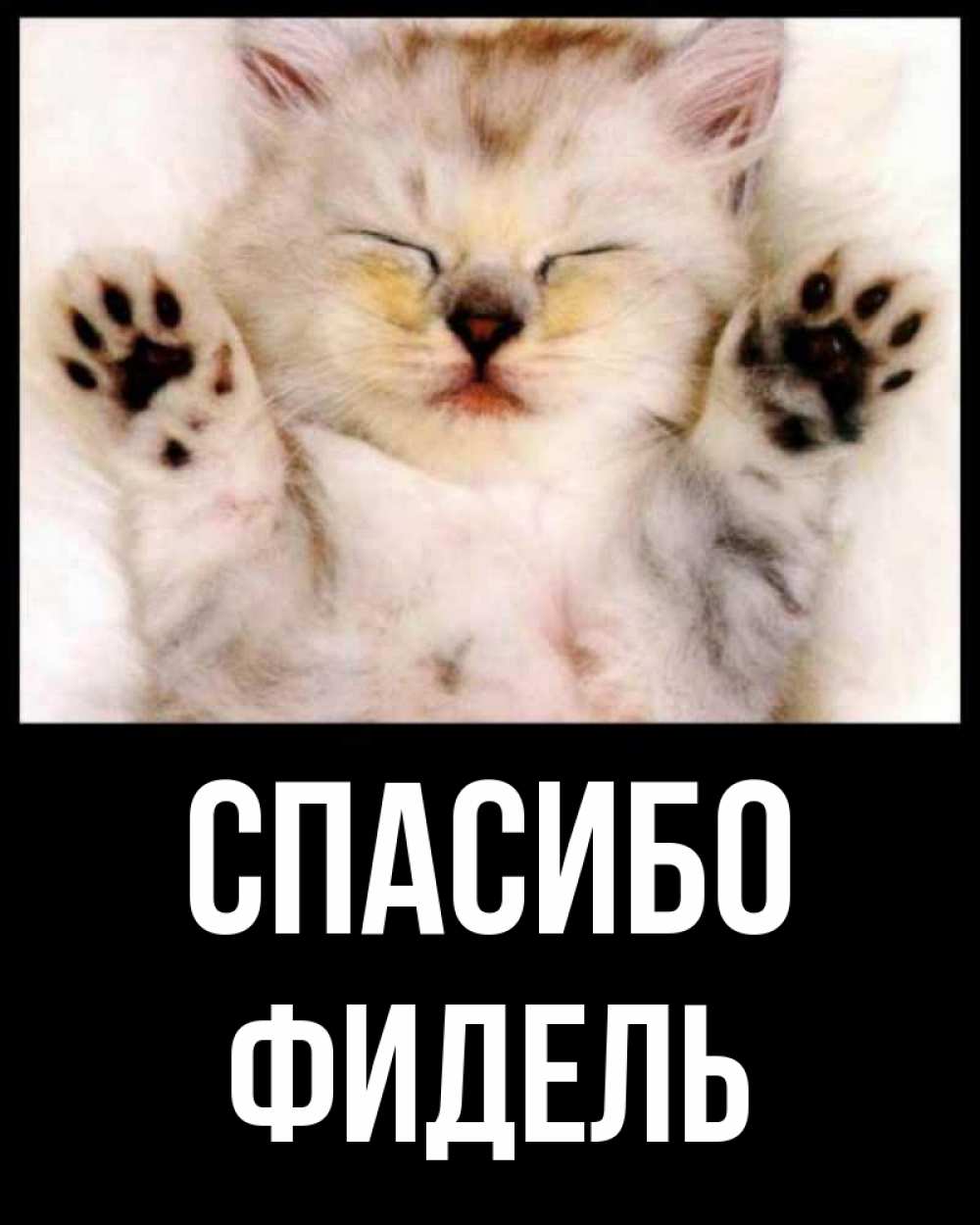 Открытка на каждый день с именем, Фидель Спасибо маленький котенок Прикольная открытка с пожеланием онлайн скачать бесплатно 