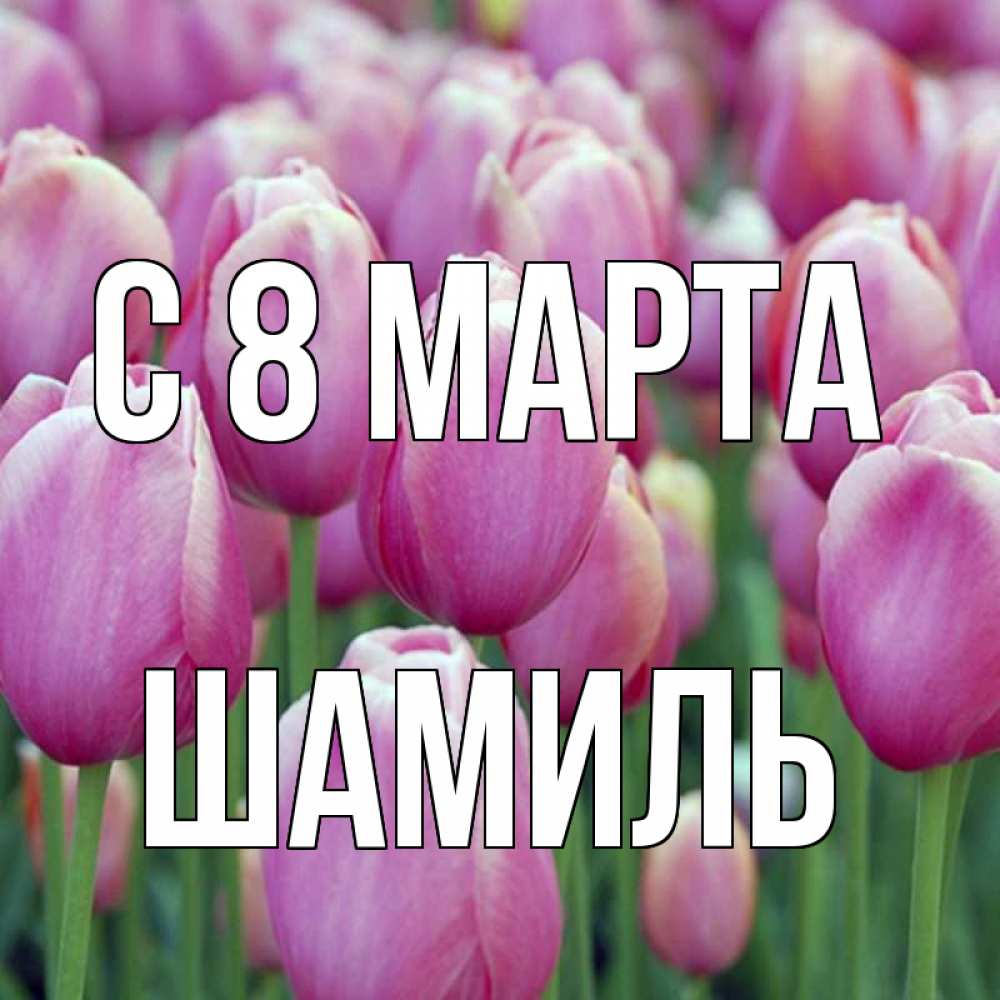Открытка на каждый день с именем, Шамиль С 8 марта на международный женский день 3 Прикольная открытка с пожеланием онлайн скачать бесплатно 