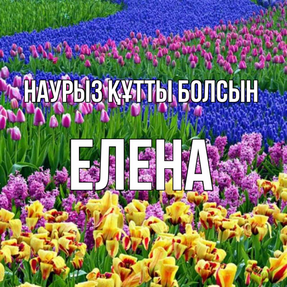 Открытка на каждый день с именем, Елена Наурыз құтты болсын цветы Прикольная открытка с пожеланием онлайн скачать бесплатно 
