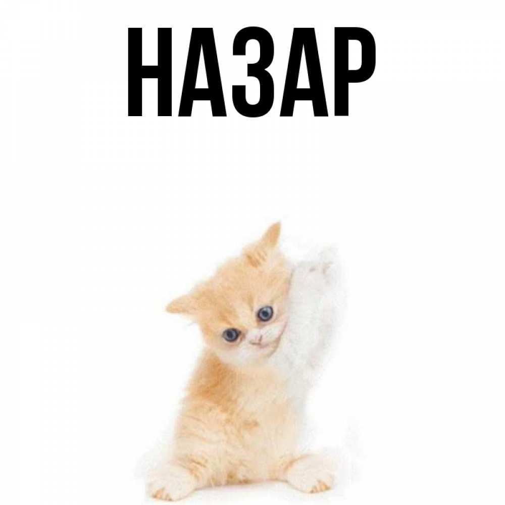 Открытка на каждый день с именем, Назар Главная зверушки и милота Прикольная открытка с пожеланием онлайн скачать бесплатно 