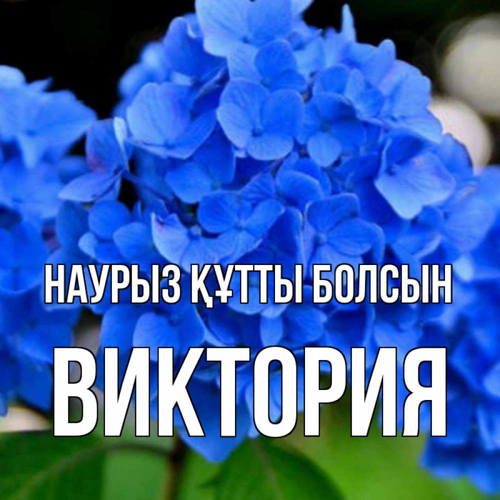 Открытка на каждый день с именем, Виктория Наурыз құтты болсын синие цветы Прикольная открытка с пожеланием онлайн скачать бесплатно 