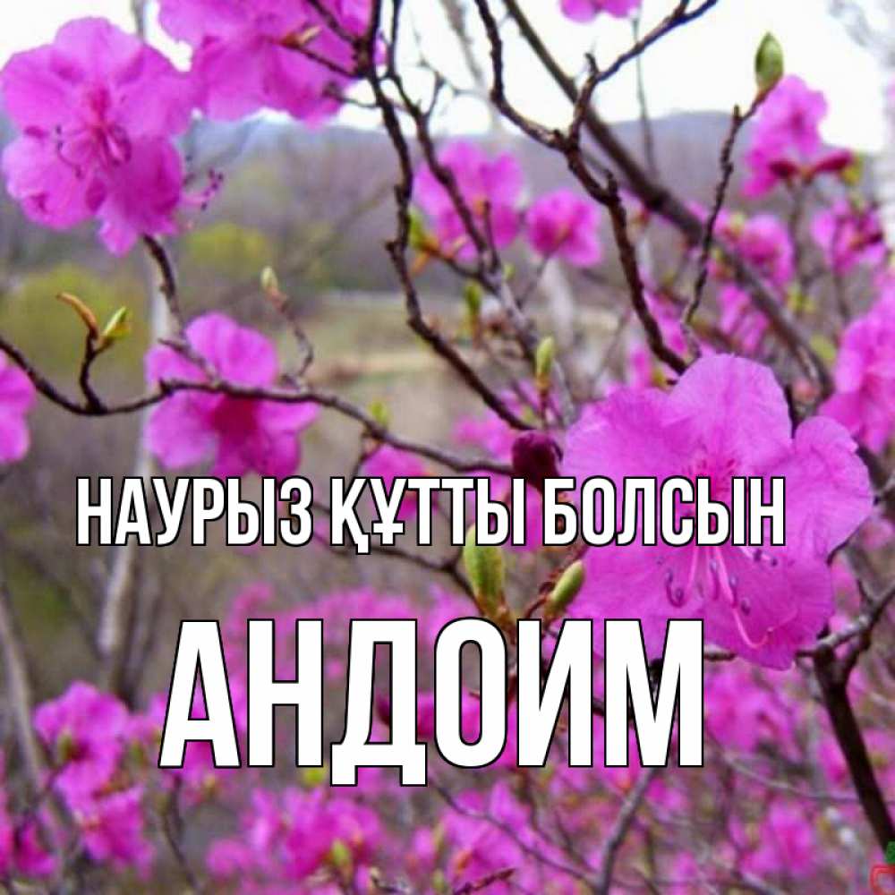 Открытка на каждый день с именем, Андоим Наурыз құтты болсын наурыз мейрамы кутты болсын Прикольная открытка с пожеланием онлайн скачать бесплатно 
