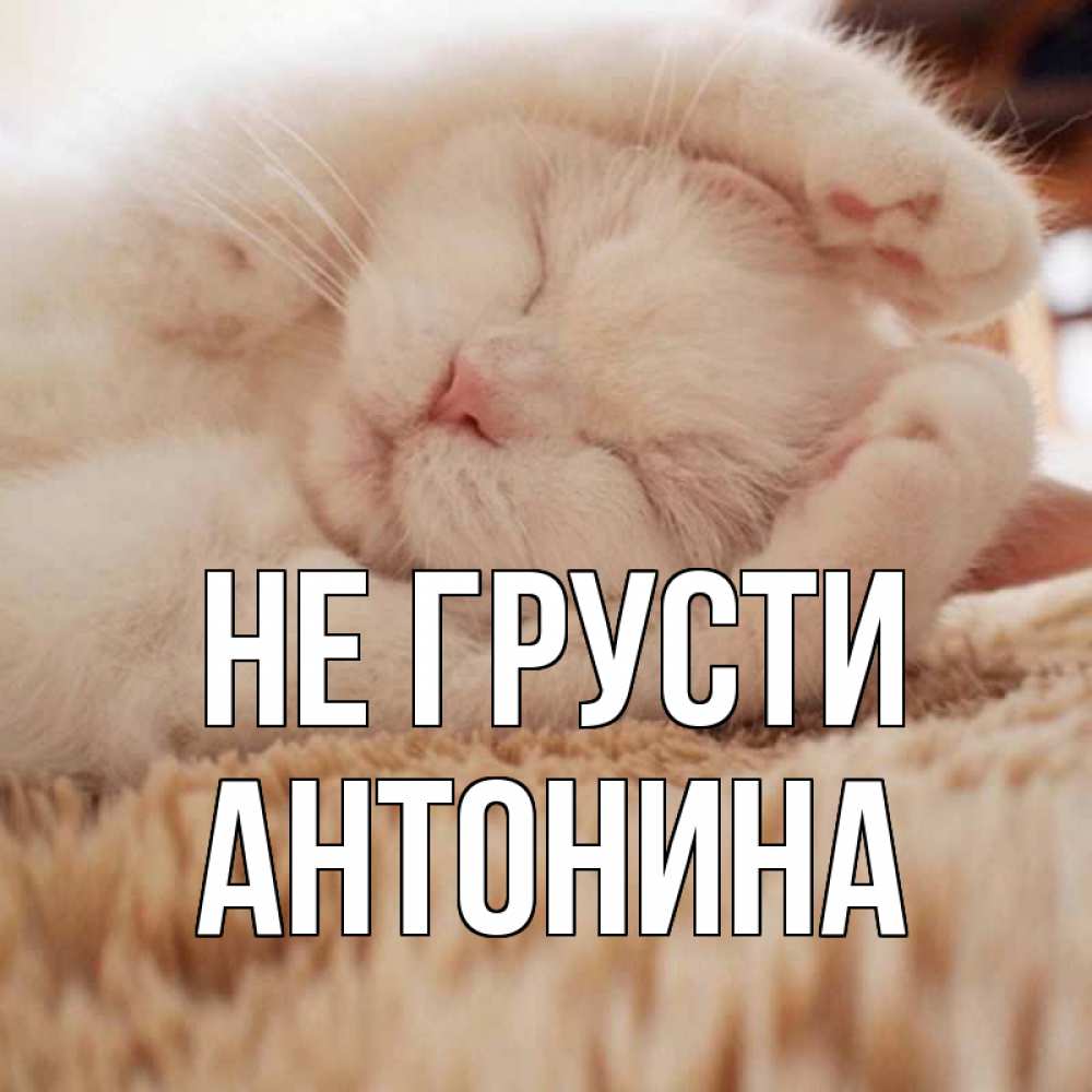 Открытка на каждый день с именем, Антонина Не грусти белый кот Прикольная открытка с пожеланием онлайн скачать бесплатно 