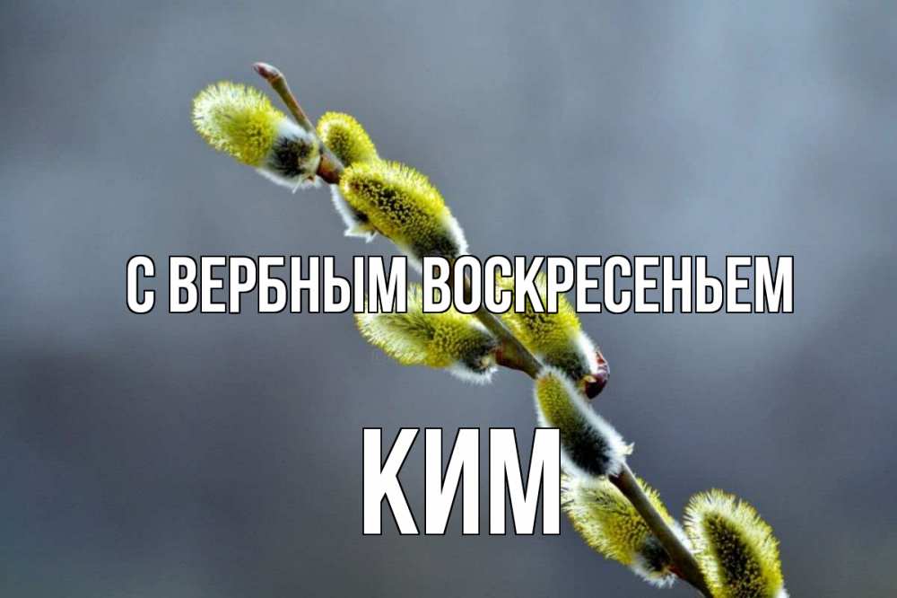 Открытка на каждый день с именем, Ким С вербным воскресеньем верба Прикольная открытка с пожеланием онлайн скачать бесплатно 