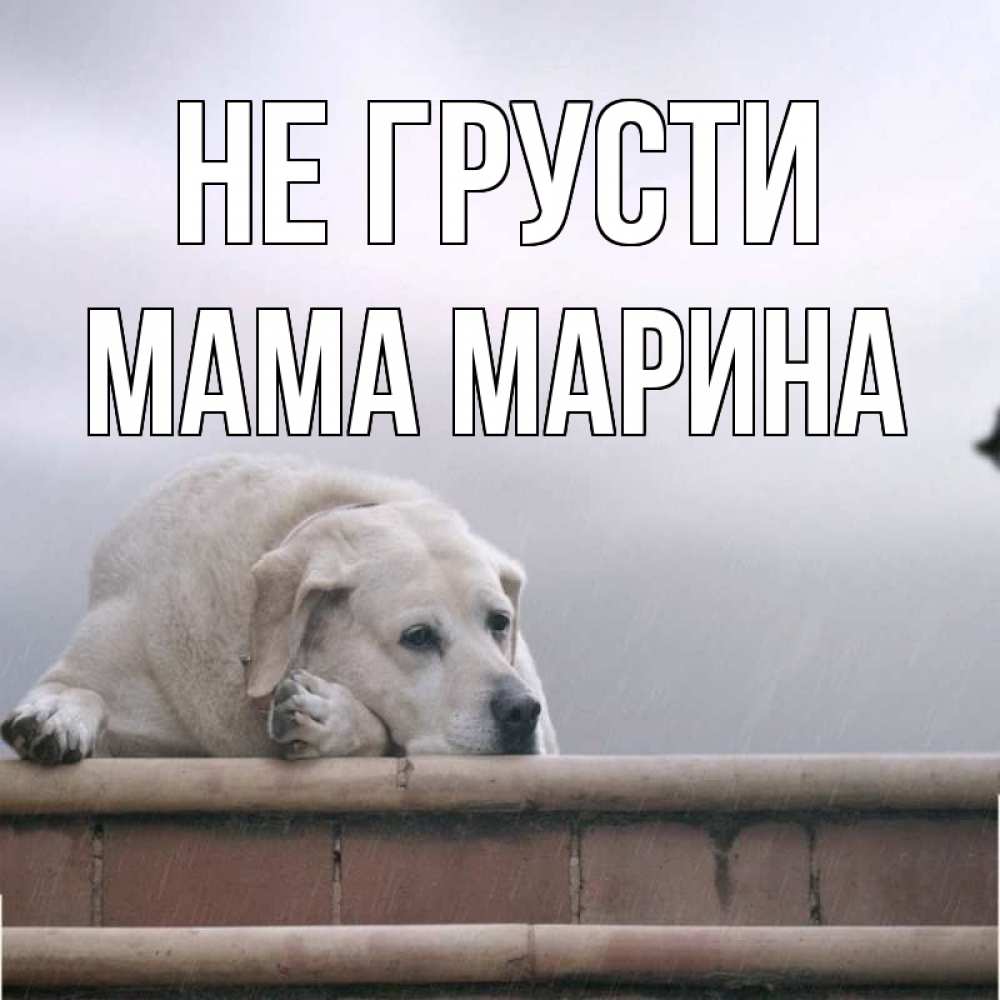 Открытка на каждый день с именем, Мама-Марина Не грусти белый пес 1 Прикольная открытка с пожеланием онлайн скачать бесплатно 