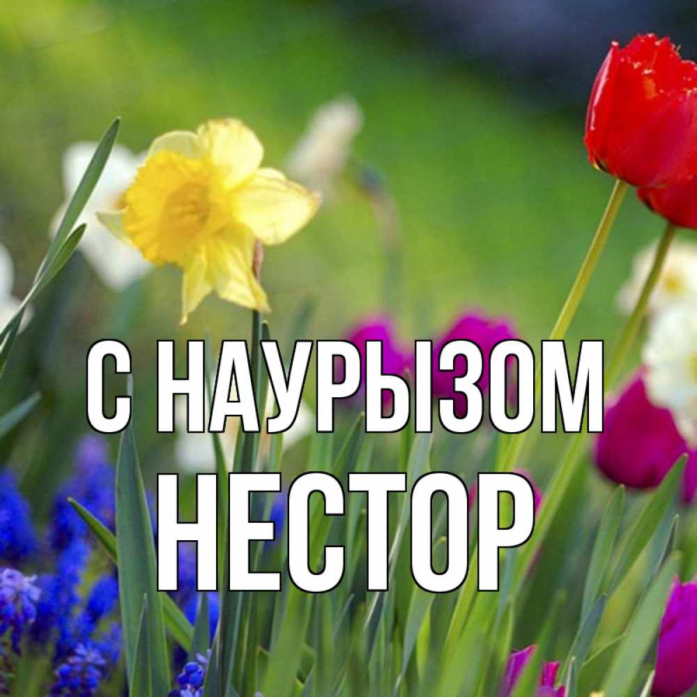 Открытка на каждый день с именем, Нестор С наурызом праздник весны наурыз 3 Прикольная открытка с пожеланием онлайн скачать бесплатно 